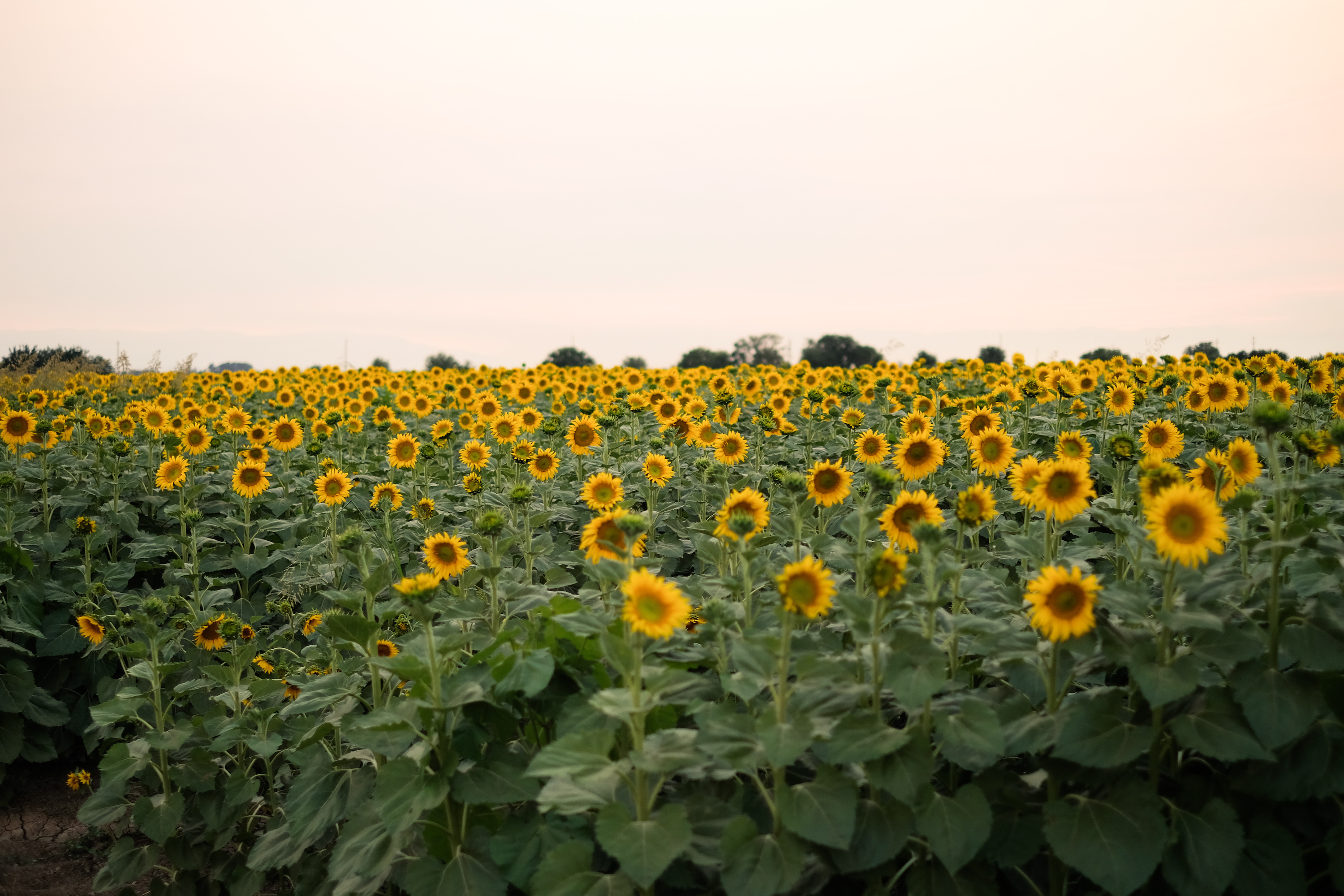 Sunflower Fields At Dusk